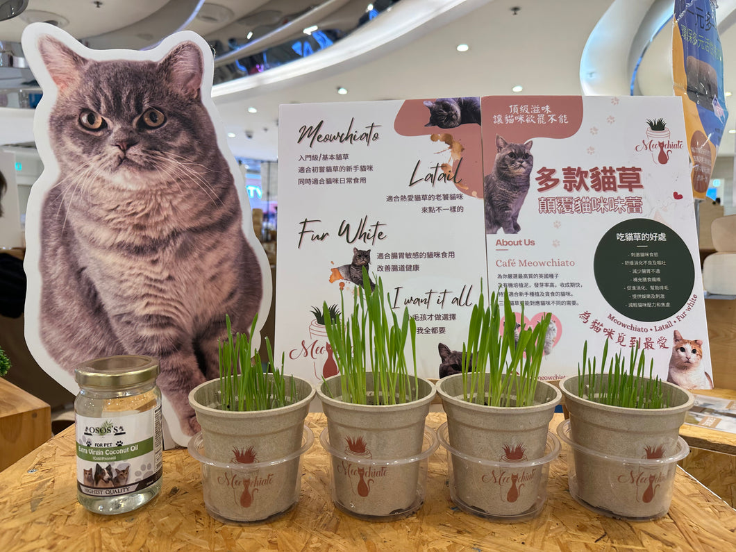 Meowchiato 貓草種子